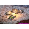 Terrarium żółw lądowy full z ogrzewaniem, UV i halogenem