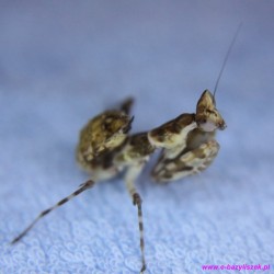 Modliszka oczkowa [Creobroter gemmatus]