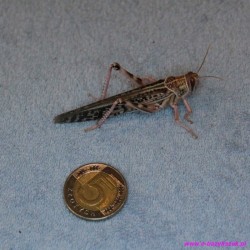 Szarańcza wedrowna Locusta migratoria