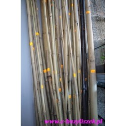 Bambusy cienkie, grube, długie, krótkie