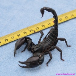 Heterometrus spinifer skorpion
