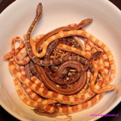 Wąż zbożowy odmiany kolorowe [Pantherophis guttatus] zbożowe