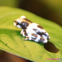 Amazońska żaba mleczna [Trachycephalus resinifictrix] rzekotka