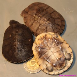 Żółw hełmogłowy Pelomedusa subrufa afrykańska