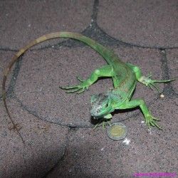 Legwan zielony Iguana iguana