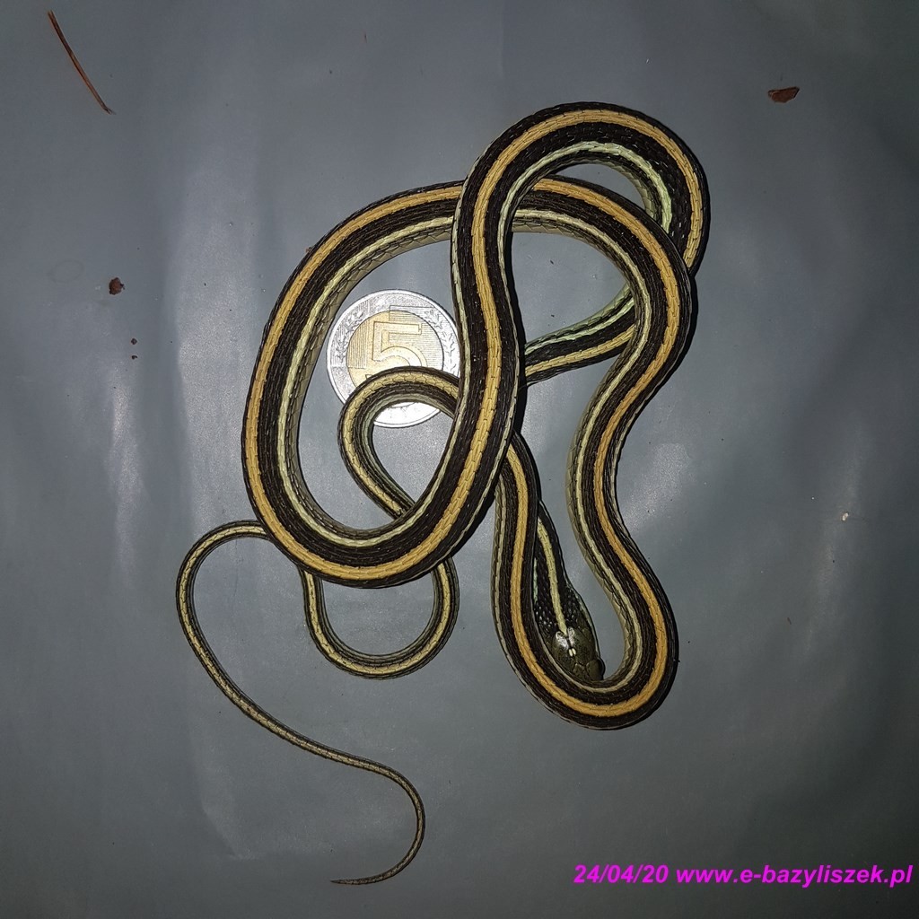 Wąż pończosznik [Thamnophis sirtalis] - Bazyliszek