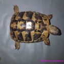 Żółw grecki [Testudo hermanni] lądowy