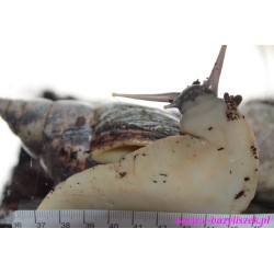 Ślimak olbrzymi [Achatina reticulata]