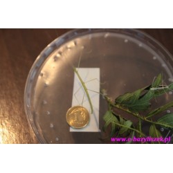 Patyczak rogaty - PSG 5 Medauroidea extradentata